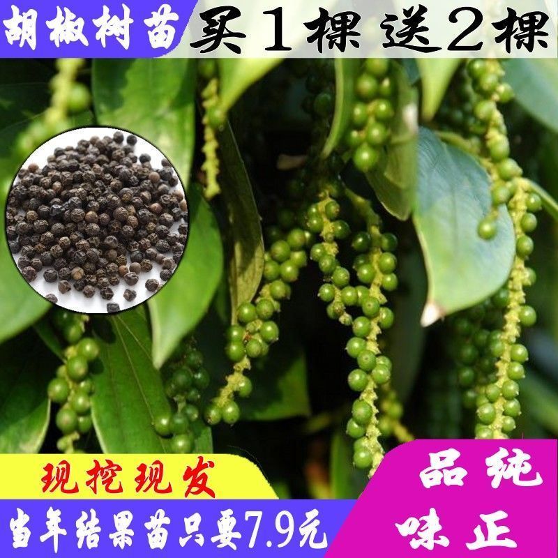 白胡椒树苗黑胡椒树苗山胡椒苗地栽苗盆栽当年结果南北方种植耐寒