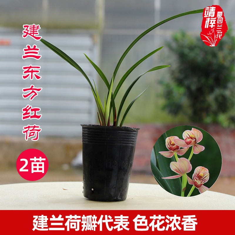 靖·梓豪园建兰1【东方红荷】正格荷瓣浓香盆栽室内阳台好养绿植盆栽