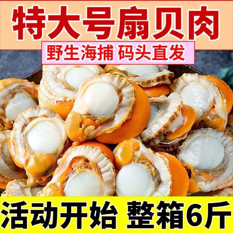 现剥扇贝肉特大号扇贝肉新鲜冷冻野生扇贝全贝蒜蓉扇贝保证不泡药