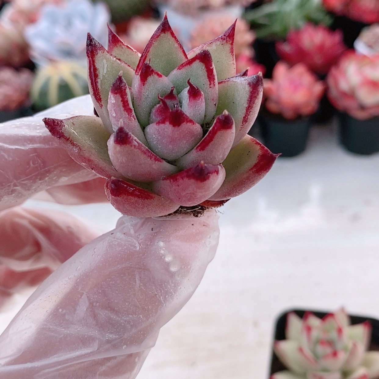 【闪购商品】小苗乌木1