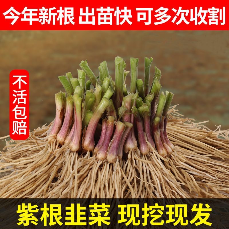 宽叶韭菜根苗紫根四季栽种蔬菜易成活阳台庭院种植菜现挖现发