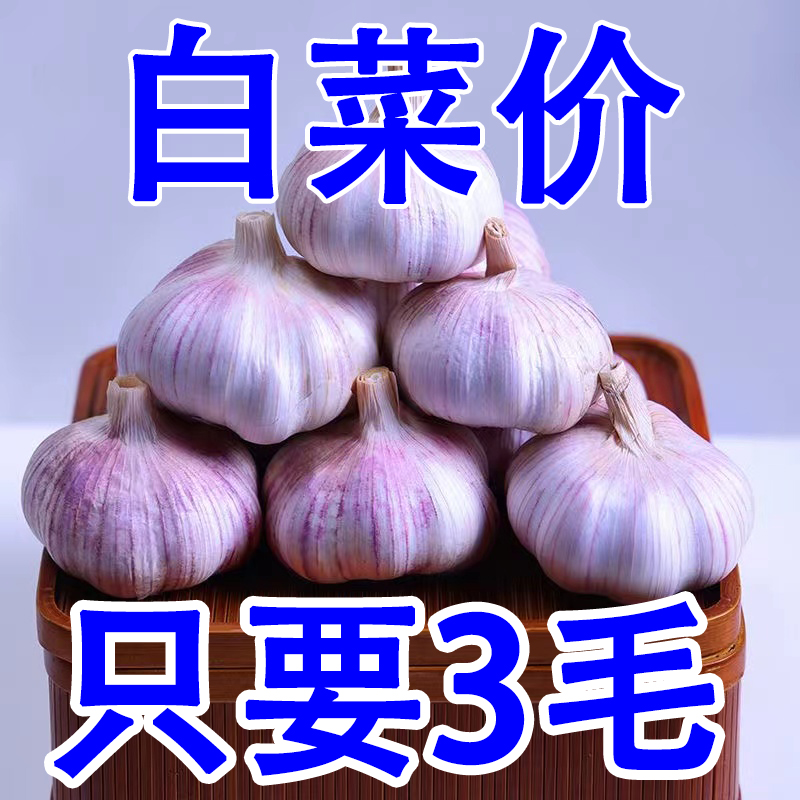 【时令】【】2023大蒜头新干大蒜头紫红皮大蒜种籽干蒜山东干大蒜非鲜