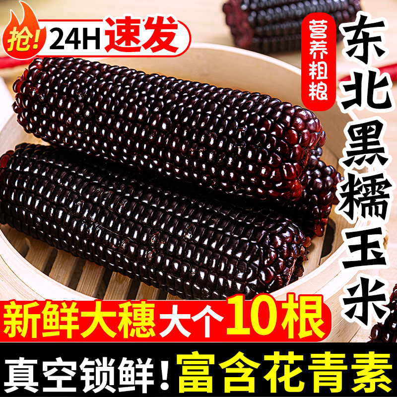东北黑糯玉米10根甜糯苞米黑玉米早餐真空包装即食黏玉米