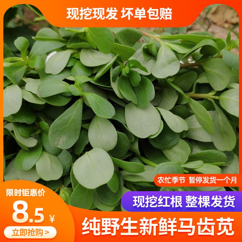 新鲜马齿苋菜天然现摘长寿菜瓜子菜老鼠耳野菜五行菜马蜂菜马齿笕