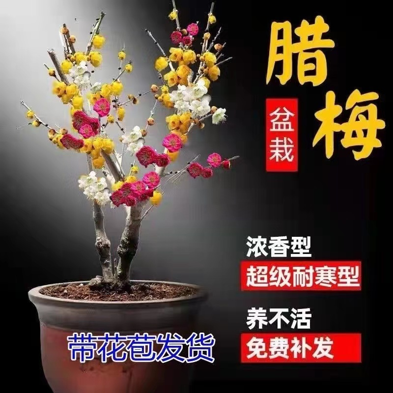 【带花苞】原生腊梅花盆栽浓香型耐寒阳台庭院南方北方红梅花盆栽
