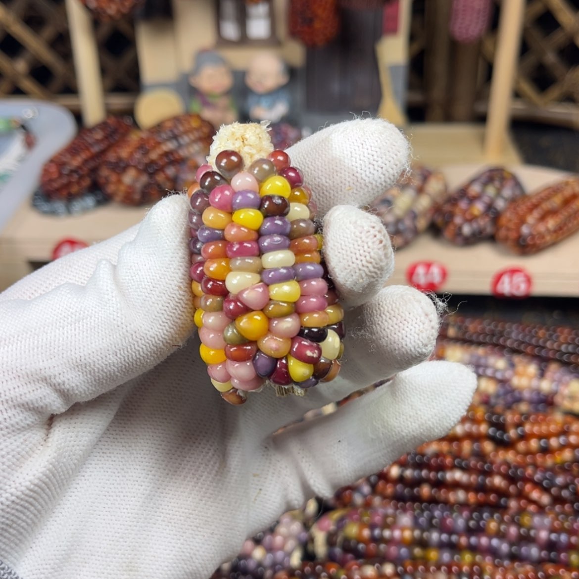 【闪购商品】毛料顿顿