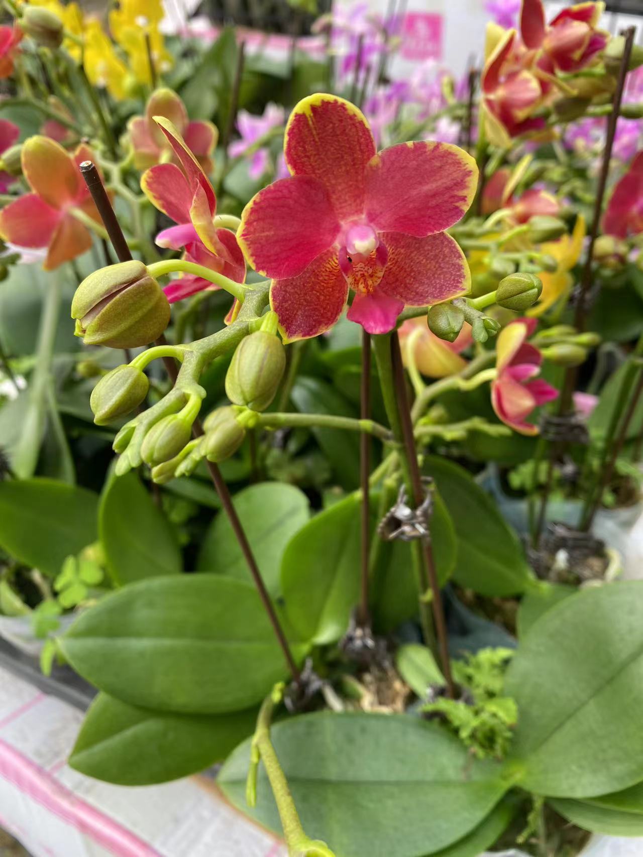 【樱桃番茄】精品蝴蝶兰带花带花苞（拍两盆送保温）