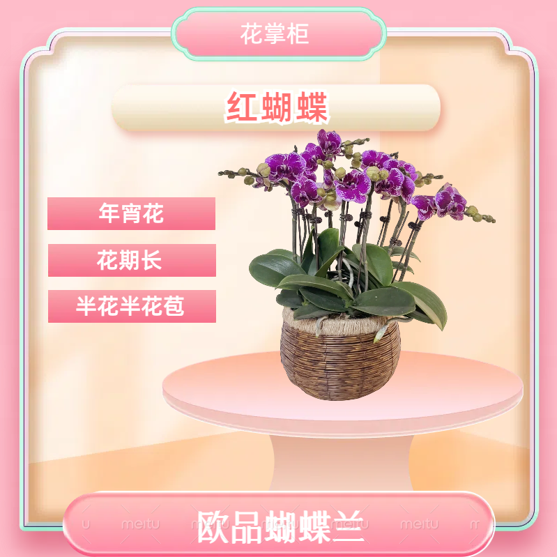 【红蝴蝶】进口欧品蝴蝶兰 年宵花 室内精品观赏花卉组盆 带花苞