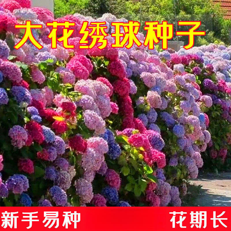 爆盆绣球花种子无尽夏绣球种籽子多年生花籽易活盆栽庭院四季种植