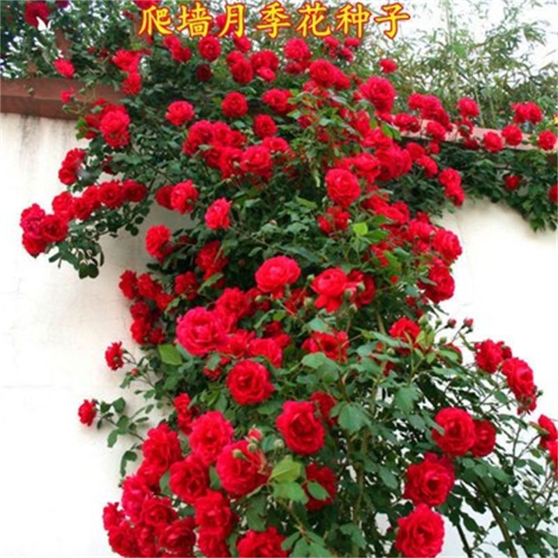 爬藤蔷薇花种子玫瑰花月季花种籽彩虹藤室内盆栽庭院活四季花卉