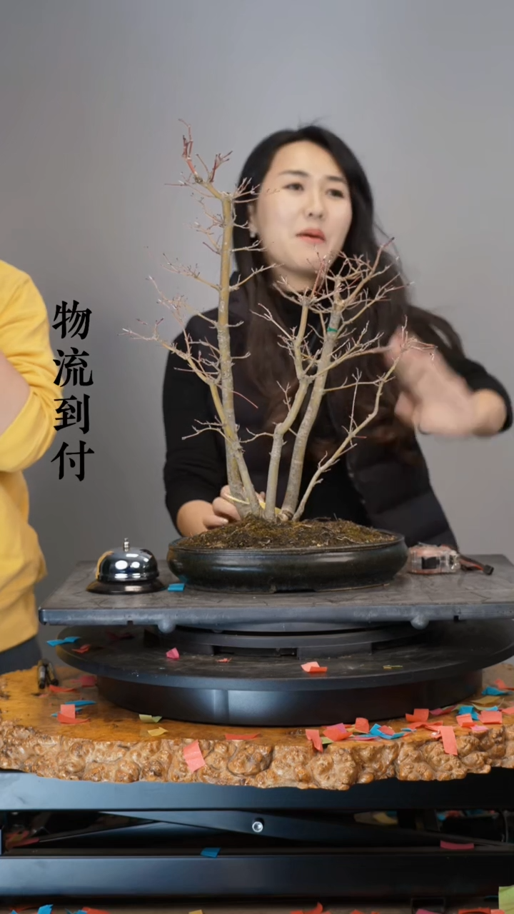 【闪购商品】杂木杂木