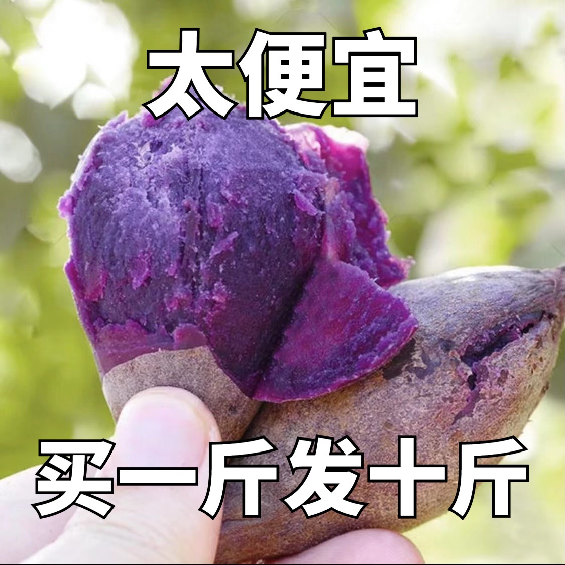 【新店半价】粉懦香甜新鲜沙地紫薯紫心地瓜蜜薯板栗红薯9斤批发