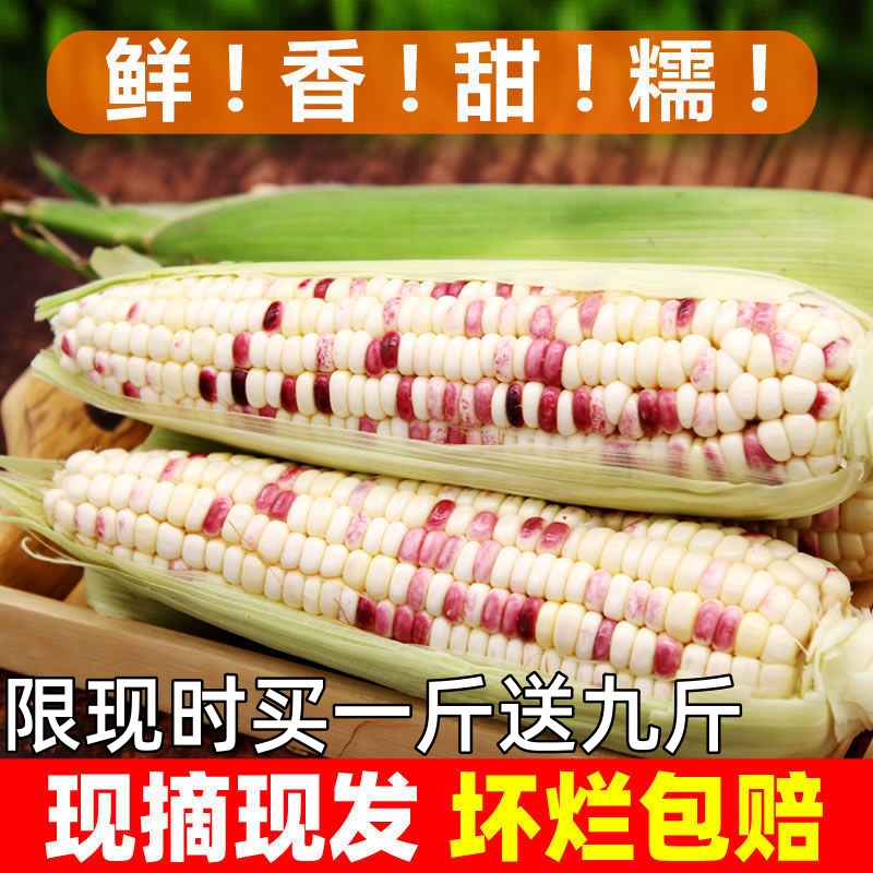 广西新鲜糯玉米2/3/5/9斤粘黏香嫩现摘玉米甜苞米甜糯玉米整箱6.9