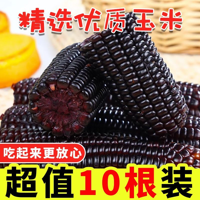 黑糯玉米棒甜糯苞米非转基因紫玉米早餐现摘真空包装即食黏粘苞米