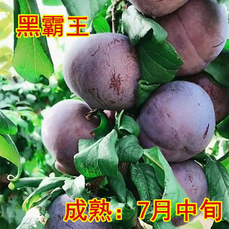 【黑霸王李子苗】果树苗三华嫁接李子树苗裸根南北方阳台庭院种植