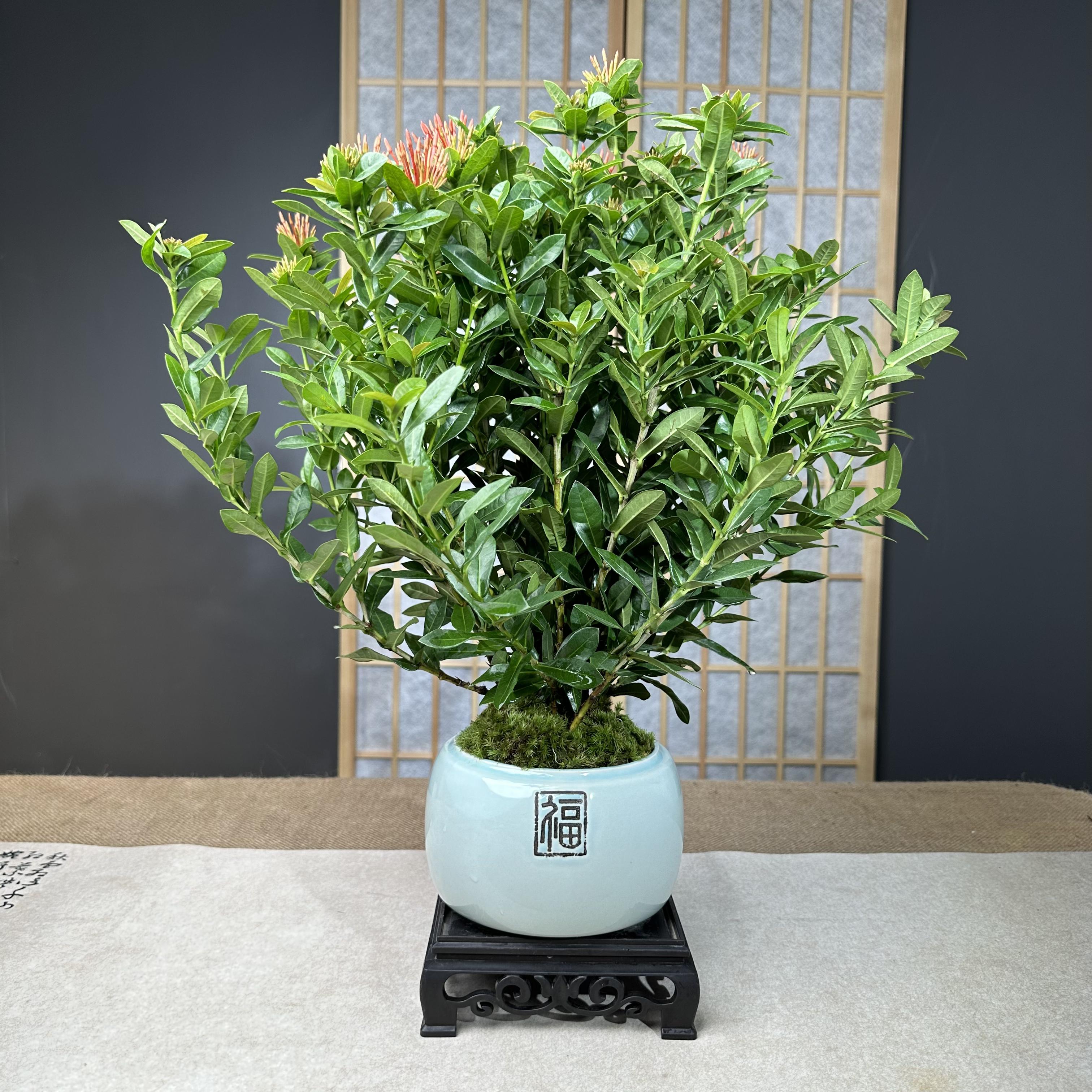 年宵花【龙船花】开花常青枝条桌面盆景盆栽好养绿植中式禅意植物
