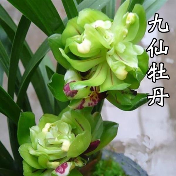 【正版·九仙牡丹】春兰奇花 获得第18届兰博会金奖品种 好养易来花