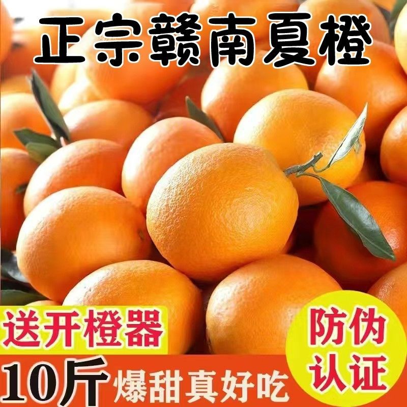 【庆庆】正宗江西赣南夏橙新鲜橙子孕妇水果应季甜脐橙手剥橙整箱批