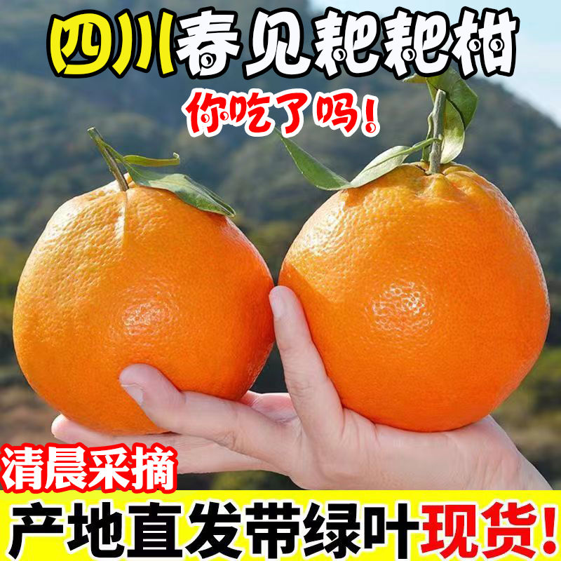 四川春见耙耙柑水果新鲜当季整箱年货丑粑粑八怪桔不橘子知火包邮