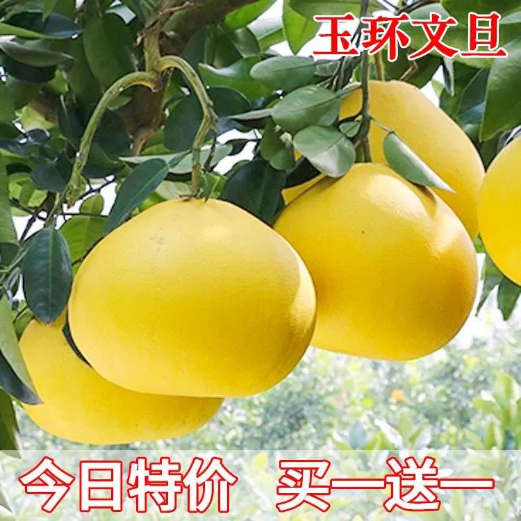 玉环文旦柚苗嫁接柚子苗文旦柚子树苗当年结果地栽南北方种果树苗