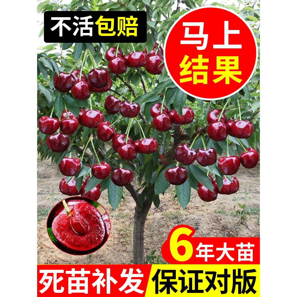 大樱桃树苗樱桃树苖盆栽地栽南方北方庭院种植果树苗樱桃树大樱桃