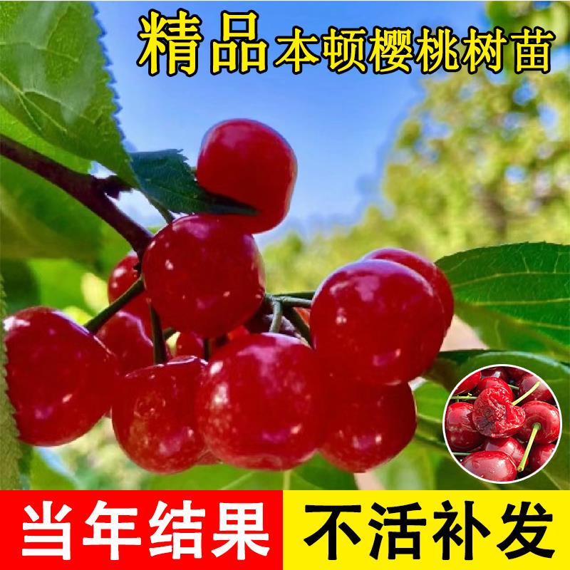 大樱桃树苖耐热本顿樱桃苗南方早熟车厘子云贵川庭院种植当年结果