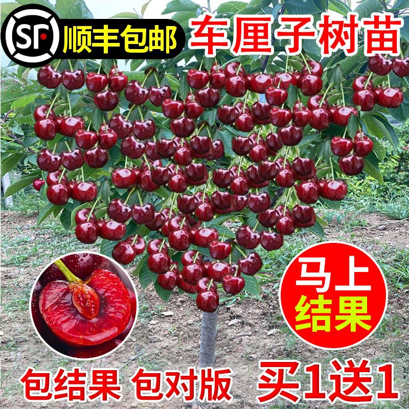 正宗大樱桃树苗特大樱桃树苖南方北方四季种植地栽别墅庭院果树苗