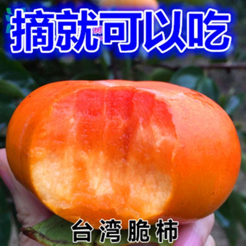 嫁接特大脆甜柿子果树苗南北方种植盆栽地栽庭院种植当年结果无核