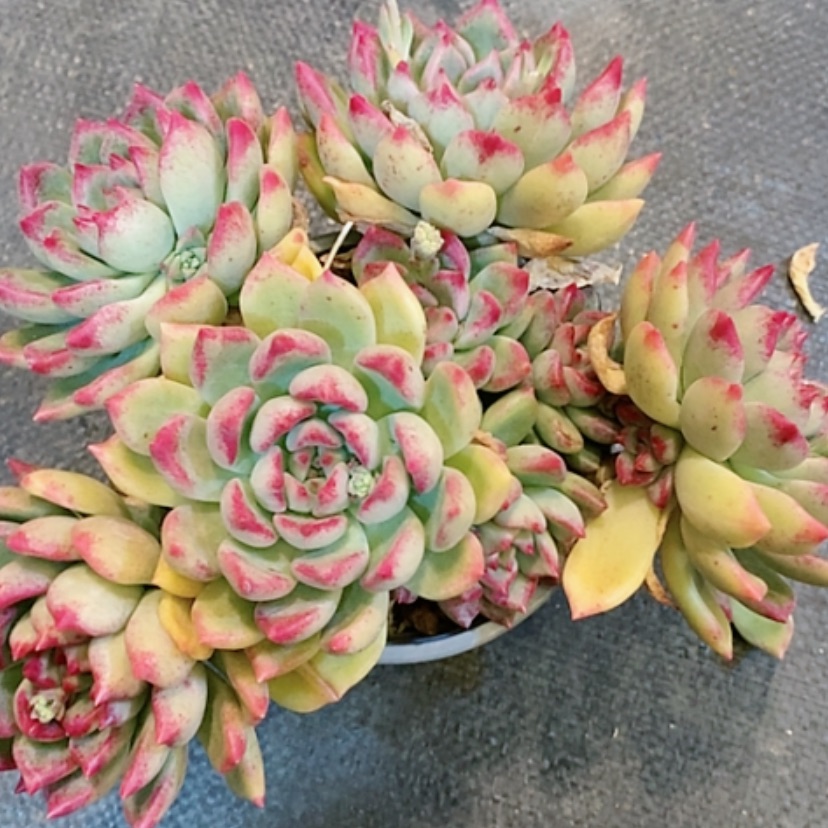 【闪购商品】4颗秋丽