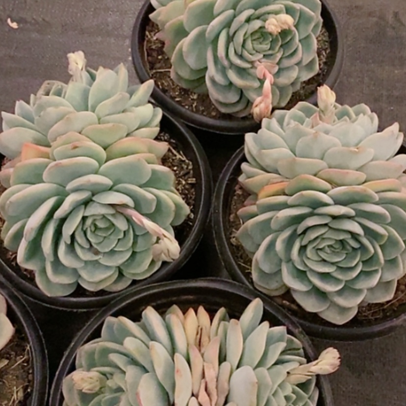 【闪购商品】奶油泡芙多肉