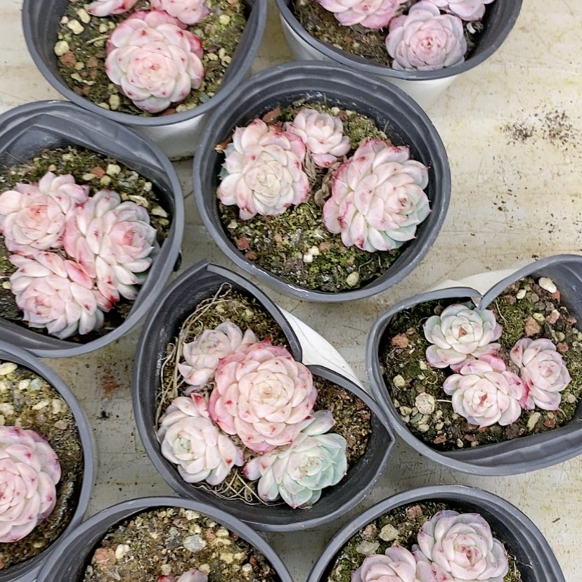 【闪购商品】天鹅绒多肉多肉植物