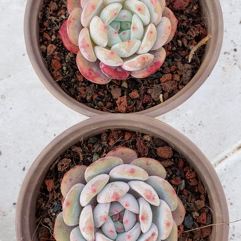 【闪购商品】3颗雪天使梦露炖肉