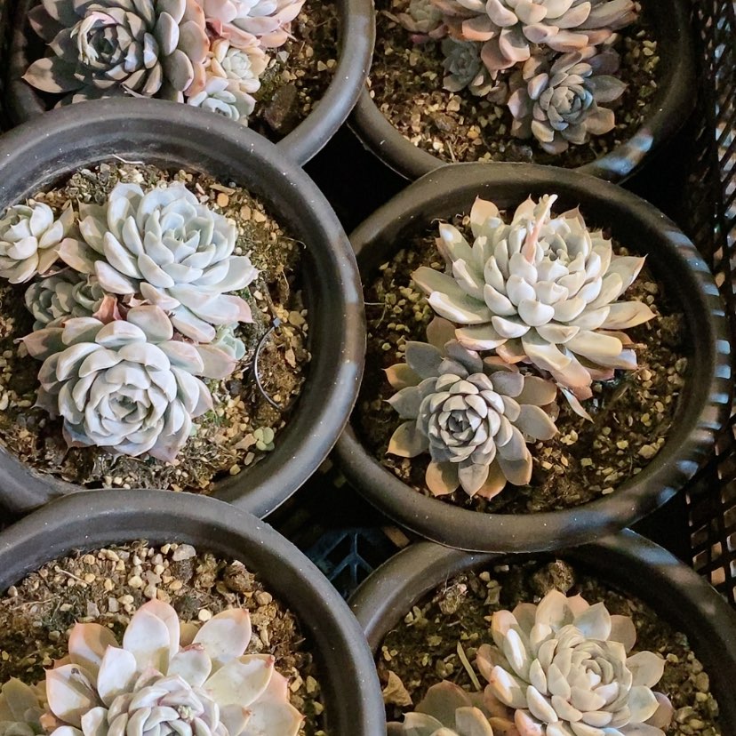 【闪购商品】雪兔多肉植物