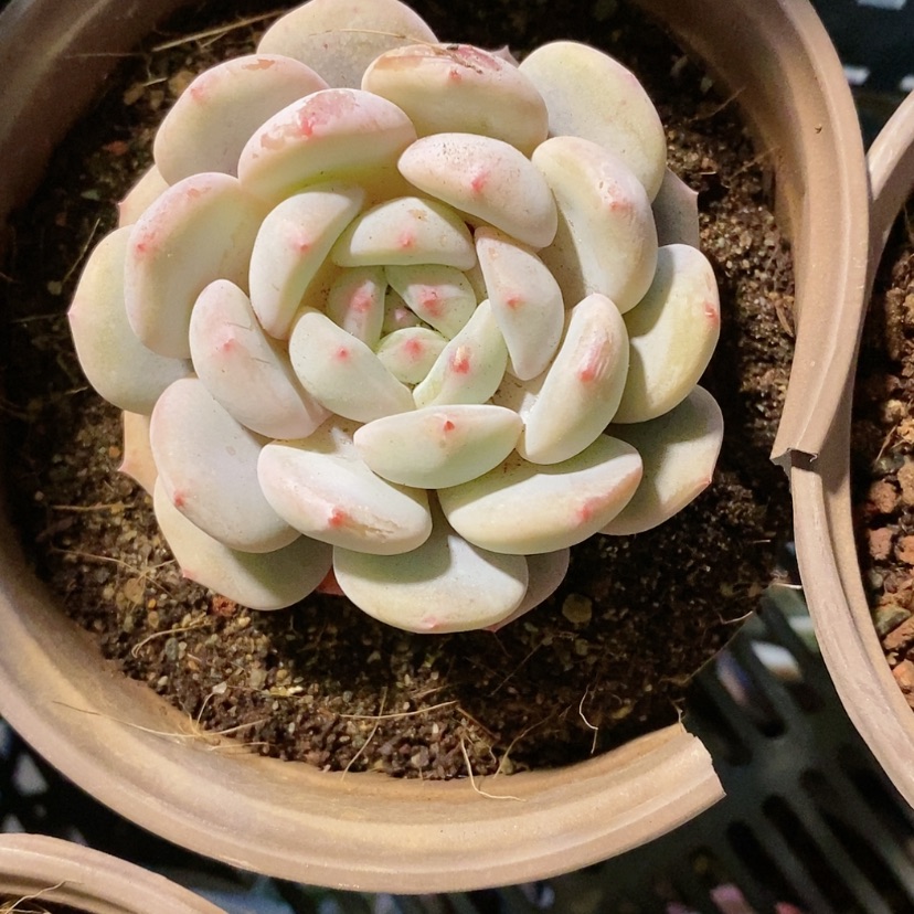 【闪购商品】3颗雪天使梦露多肉植物
