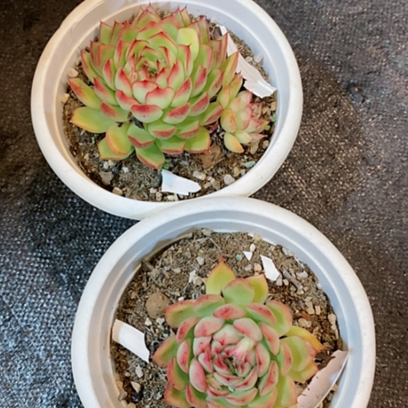 【闪购商品】5颗萤火啊