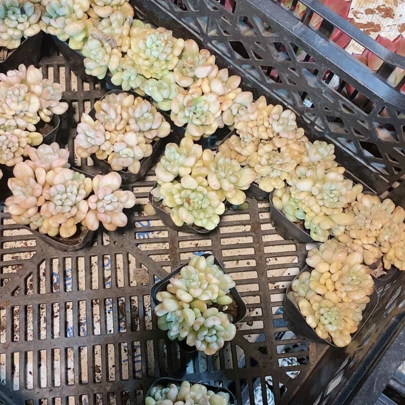 【闪购商品】比尔盖茨多肉2颗