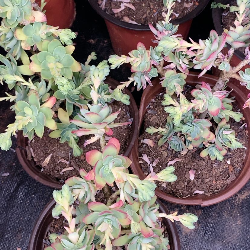 【闪购商品】薄化妆多肉植物