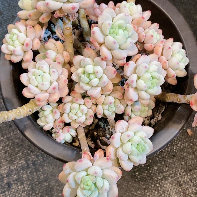 【闪购商品】劳尔多肉植物