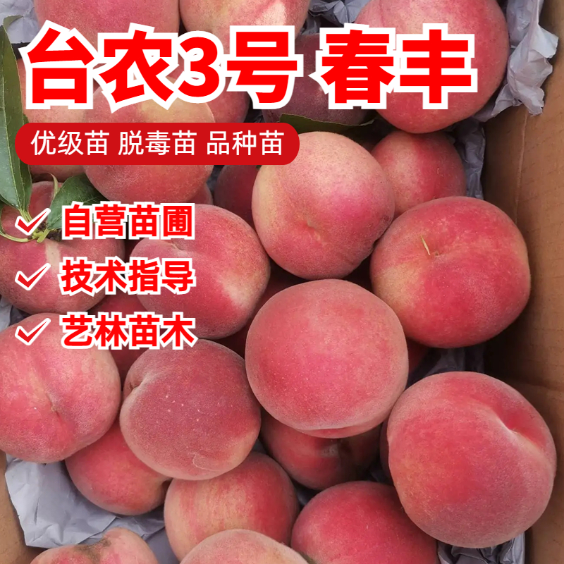 台农3号春丰水蜜桃苗特早熟北方南方种植桃树苗庭院盆栽地栽果苗