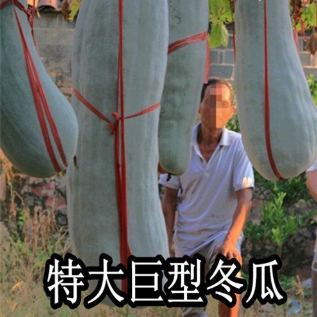 巨型冬瓜种子 特大冬瓜 农家土冬瓜种子简单春季蔬菜菜籽