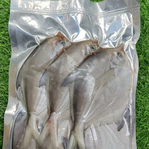 大连野生海捕银鲳鱼4斤（速冻发货）大连发货包邮