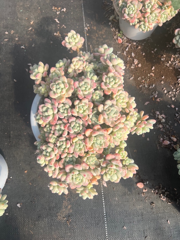 四年老桩劳尔多肉植物