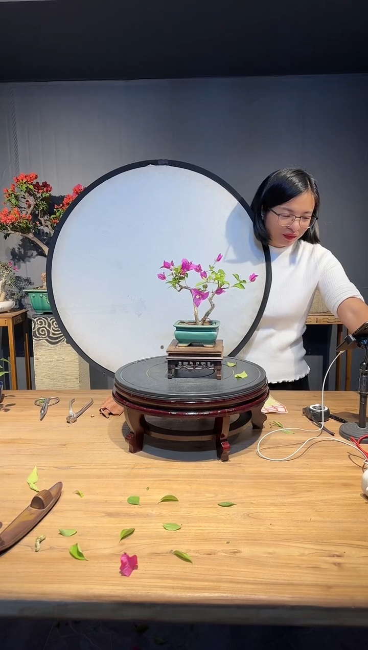 【闪购商品】伟   小叶紫