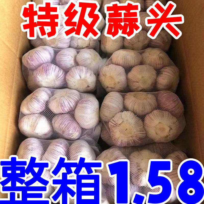 【小伍】蒜头 大蒜头大促销】新干蒜紫皮干新鲜3/5/红皮厂家