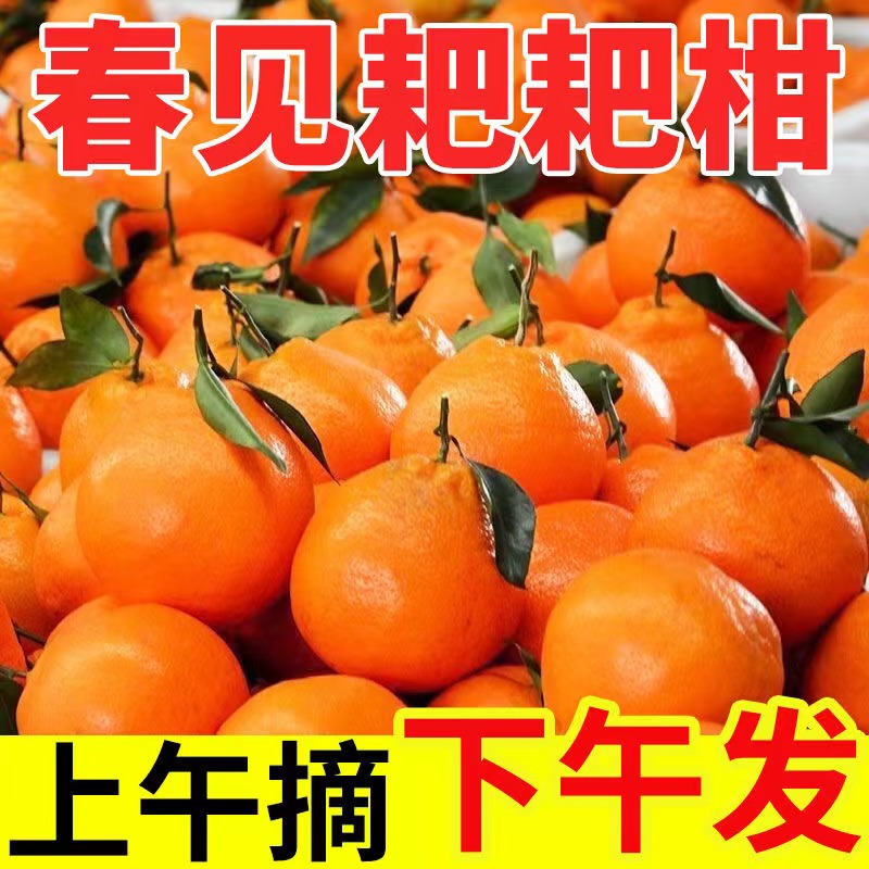 【与辉同行东方甄选 】正宗四川耙耙柑精品新鲜现摘现发应季水果