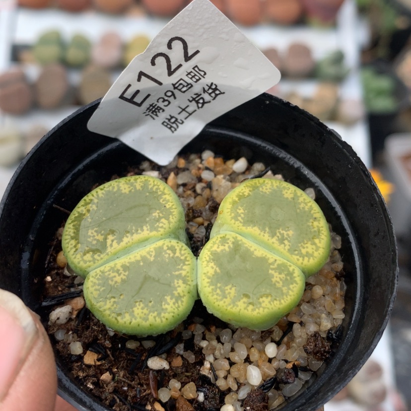 【闪购商品】122号