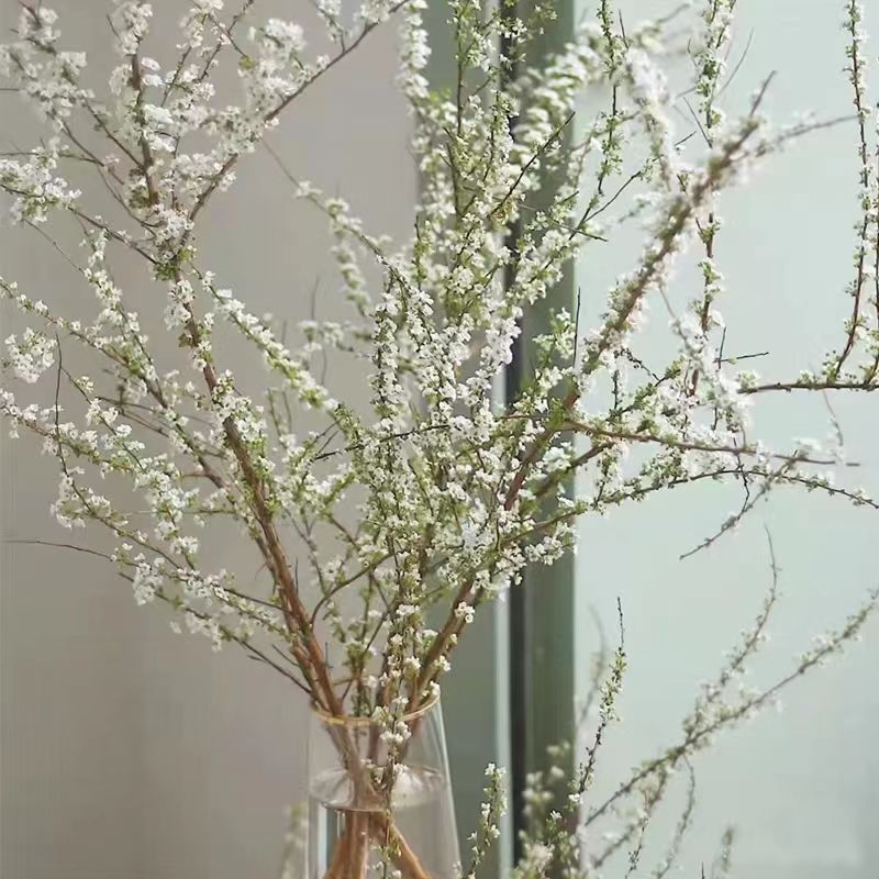 【带芽发货】雪柳鲜枝水培干枝支懒人花绿植物室内水养开花卉插花