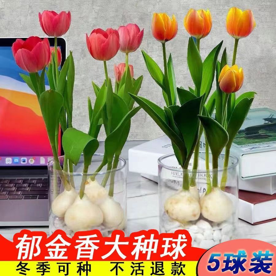 郁金香种球进口荷兰水培郁金香大球土培花球五度球室内盆栽室外花