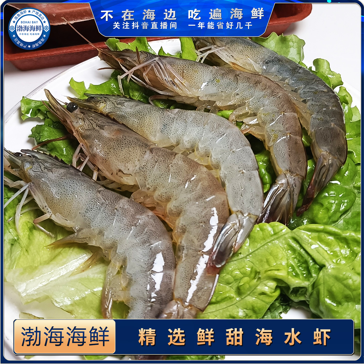 鲜活白虾100元3斤.不含运费