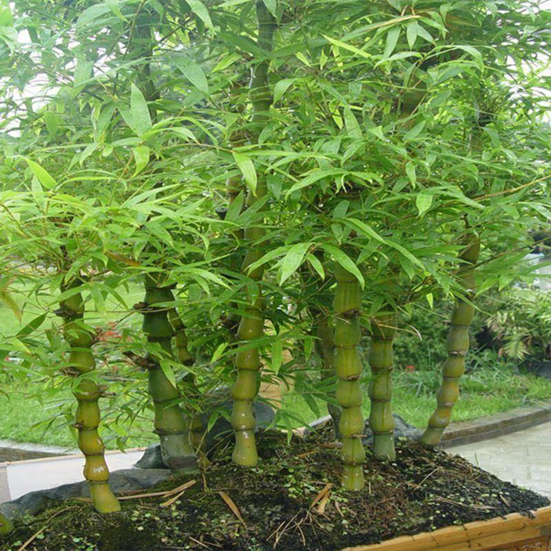 【新疆包邮】小扬哥推荐佛肚竹佛竹罗汉竹小型矮化盆景葫芦竹阳台